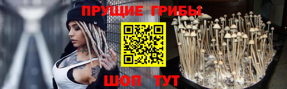 Псилоцибиновые грибы мухоморы  Псилоцибиновые грибы мухоморы  Вход с VPN  где найти   Будённовск 